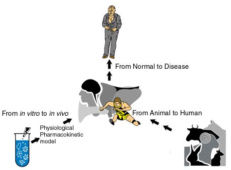 図1 生理学的薬物速度論に基づいた薬物体内動態の予測