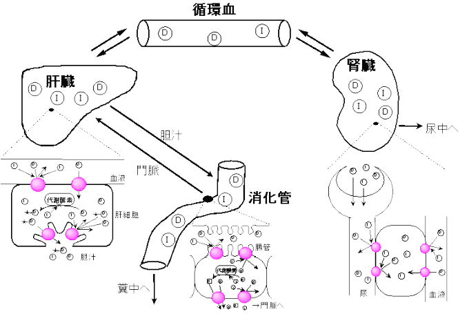 図1 生理学的薬物速度論に基づいた薬物体内動態の予測